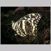 Papilio demodocus - Afrika - wien-a 04.jpg